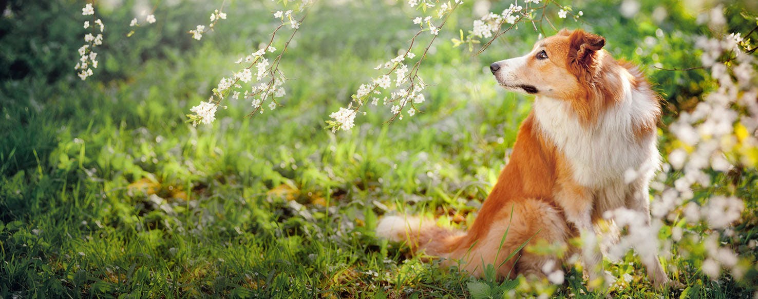 Contemporary Jazz Dog Names Popular Male And Female Names Wag 